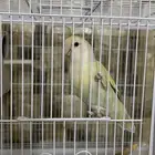 عصفور روز اليف للبيع