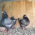 جوز كنج قاهر بنتاجه ماشاءالله