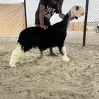 جذعه خصم