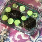 سلاحف برمائيه