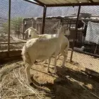 ضان مقاني دفيع