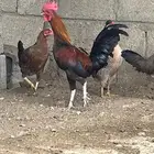 دجاج وفروخ عربي وبلدي