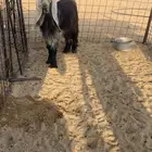 تيس عارضي معرف
