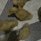 4 بط صغيره