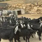 معزا عوارض دفع بفحلها بفحلها عدد 30