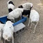 غنم برابر جذعان
