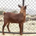 تيوس مندي ماشاء الله