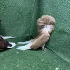 حمام جاكوبين