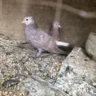 حمام صنعاني