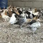 صوص فيومي العمر شهر