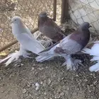 حمام مشكل