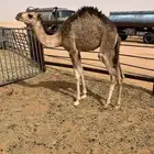 حوار لباني على حليب امه