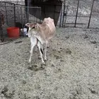 حسيله بكرعليه حسيله حليب كفو ومشروطه من جميع العذاريب