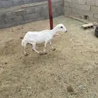 شاه رفيديه