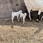 عنز صنف الصف متبوعه بثلاثه
