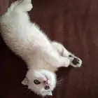 قطة سكوتش تربل فولد بسعر رمزي جدا