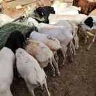برابر وتيوس للبيع جمله