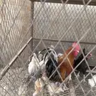 دجاجه مفرخه للبيع