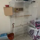 شبك كبير طيور