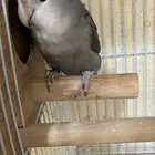 العرض انثى روز نزلت البيضه الثانيه اول بطن الها((تم البيع))