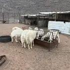 غنم حريات