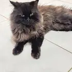 قط نظيف للبيع اليف جدا  ومتعود على اللتر بوكس