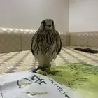 باشق مدرب للبيع على السوم