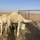 2 قعدان واحد اوضح والثاني اشعل