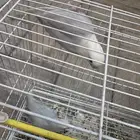 جوز فيشر