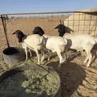 بربري