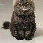 قط مفقود مكافأة مالية لمن يجده