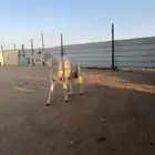 للبيع خروف مشروع فحل صنف فاخر