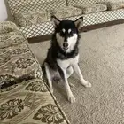 كلب هاسكي انثى وذكر