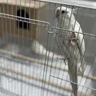 جوز كروان البينو عيون حمر