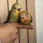 روز مفطوم واليف((تم البيع))