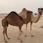 ناقة معها بكره