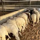 سواكن مربوط عدد 25 مغلقه شحم حريملاء