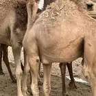 قعود للبيع على الحليب