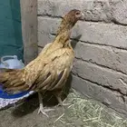دجاجه سندي بفروخها