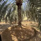 4 نخيل زينة مثمرة