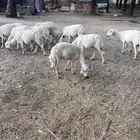 ضان