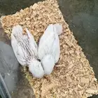 فروخ روز البينو صافي