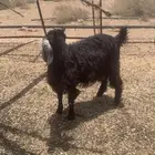 عنز سديس ديوسها سلم