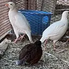 حجل شنير