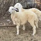طليان حريه