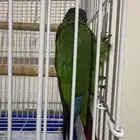 كنيور قرين شك