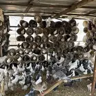 دجاج   حمام حب الرمان   حمام زاجل وفرنسي