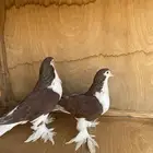 ازواج حمام