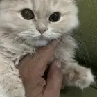 قطة نادرة شيرازي امريكي