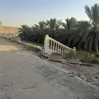 نخل للبيع